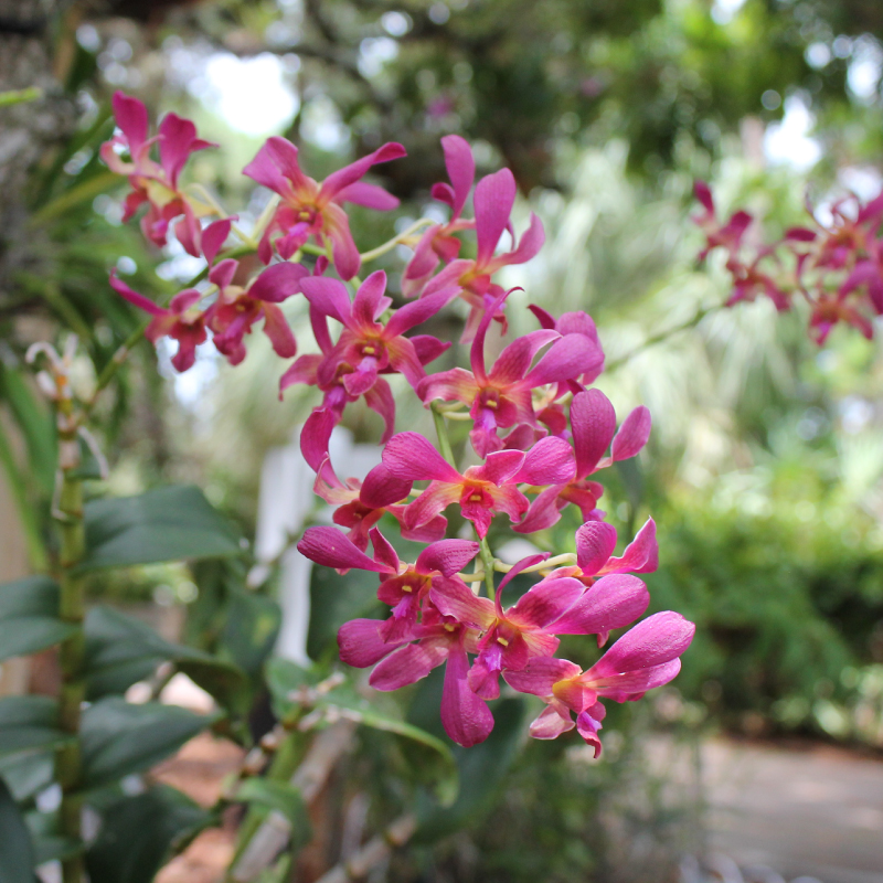 OrchidRoom2