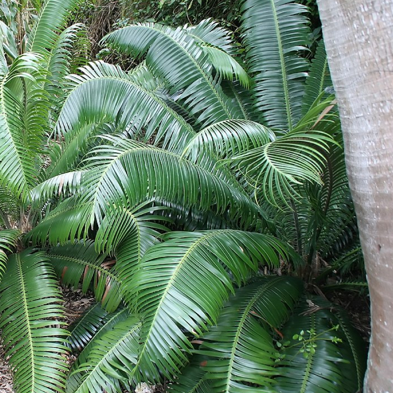 PalmWalk2