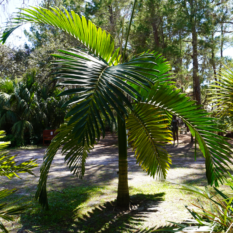 PalmWalk3