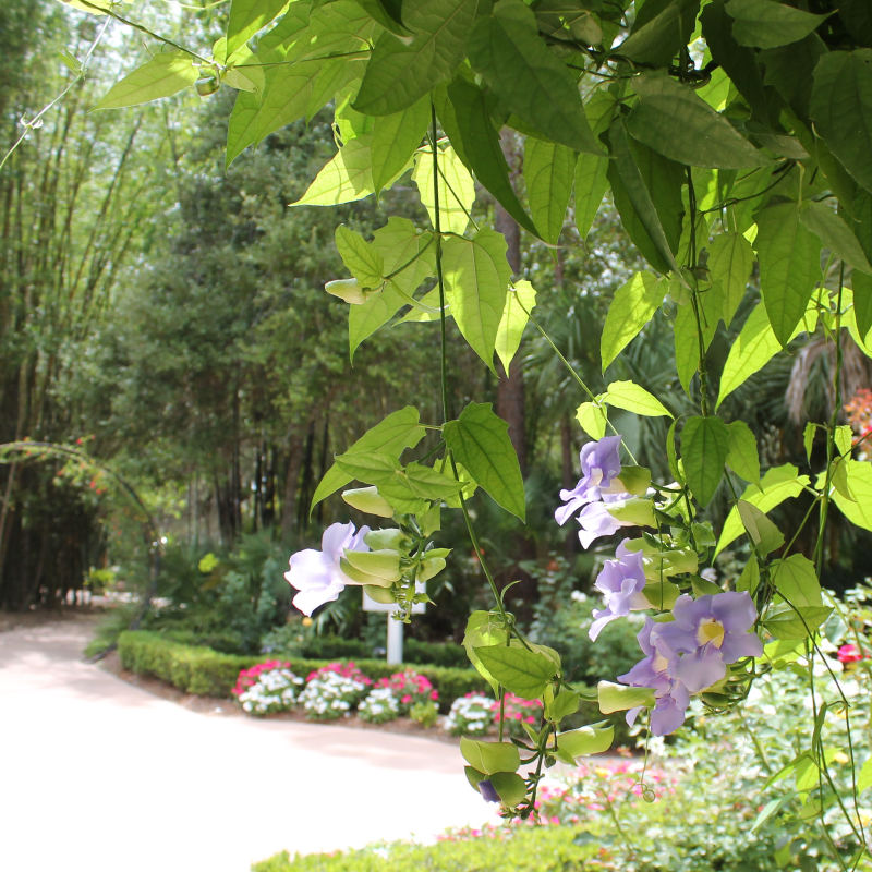 RoseGarden3