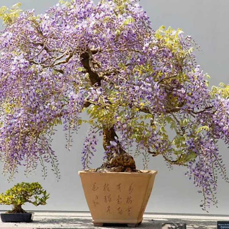 Bonsai-Garden-2
