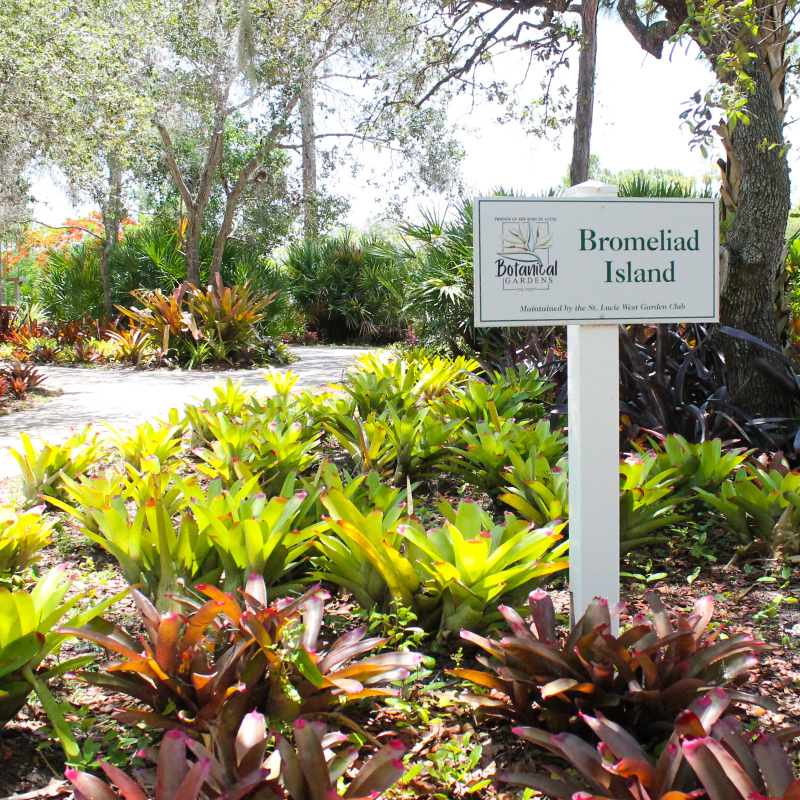 Bromeliad-Island-1