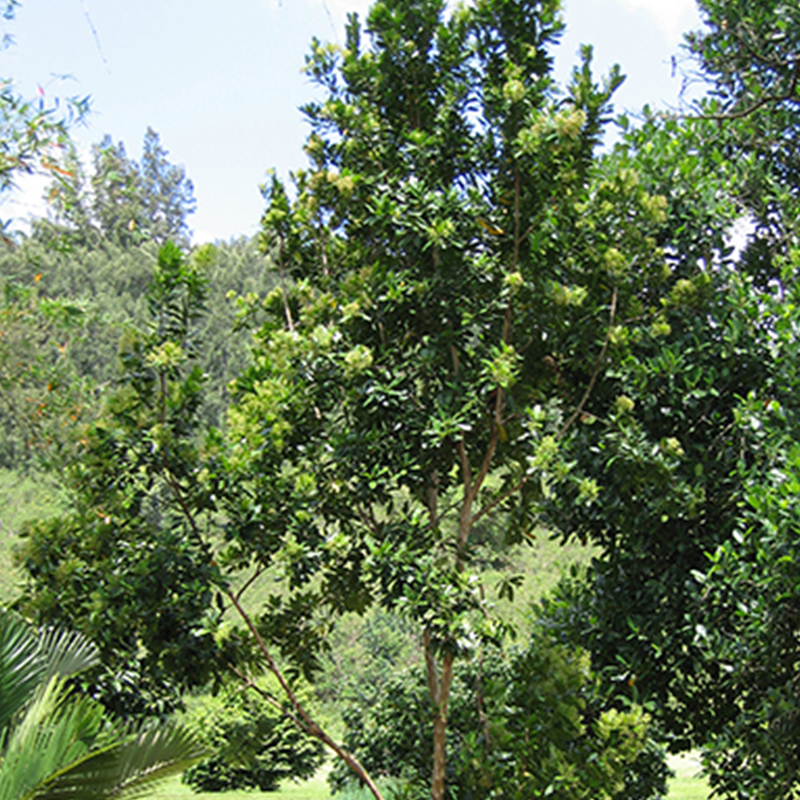 Fruit