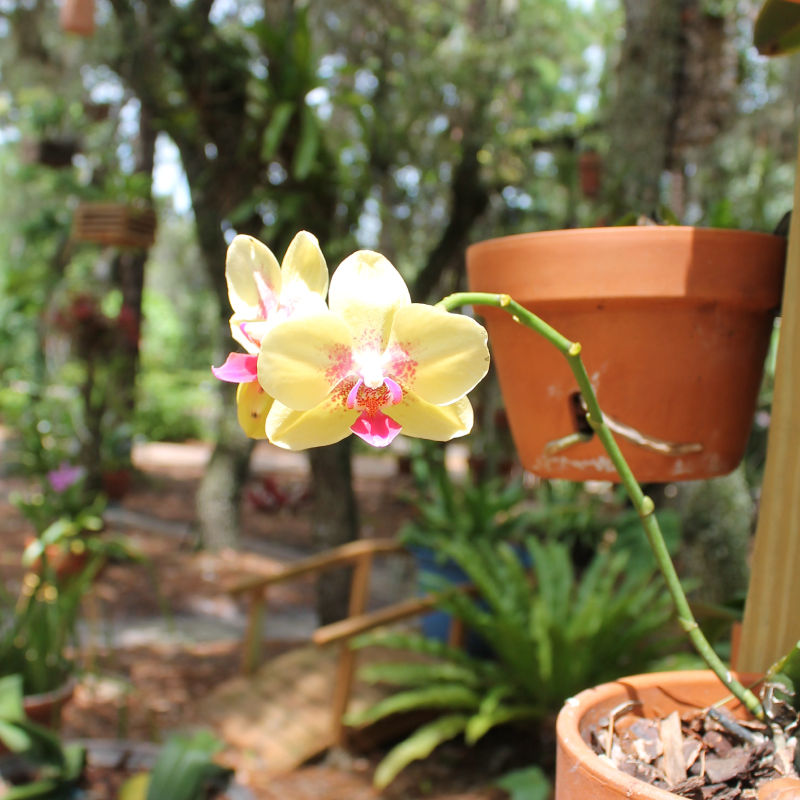 OrchidRoom3