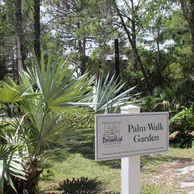 PalmWalk1