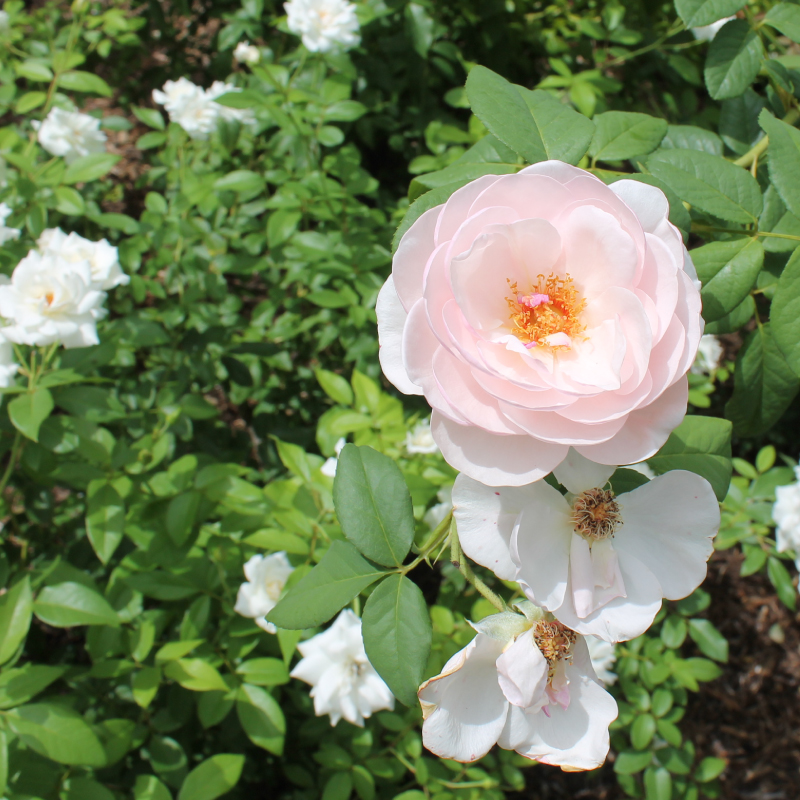 RoseGarden1