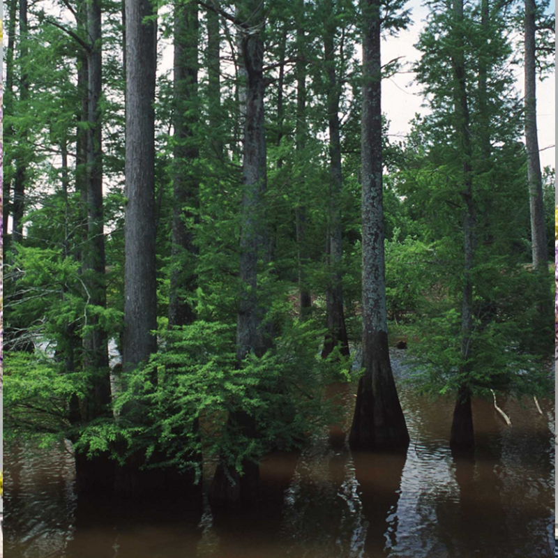 Trees
