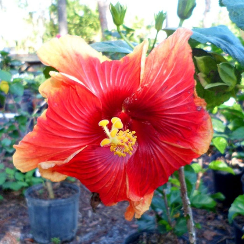 hibiscus